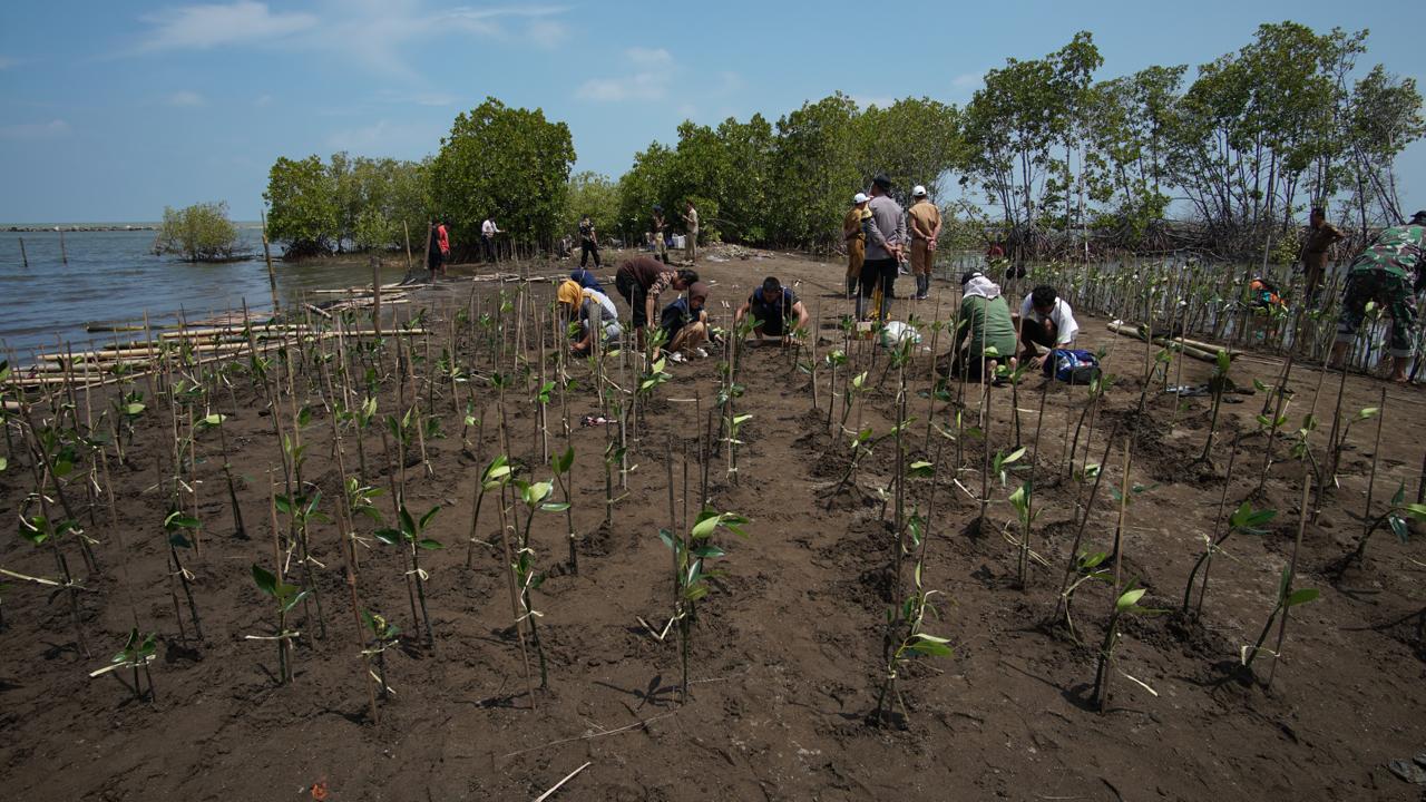 New Indonesia Draft Gives Coastal Communities Bigger Share of Carbon ...