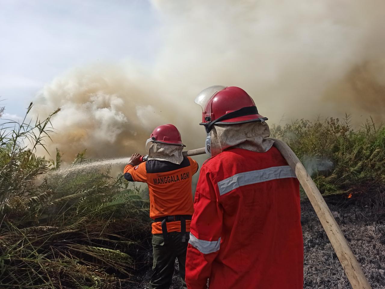 President Prabowo Establishes BPGMN to Manage Peatland and Mangrove